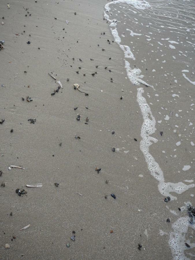 Strandslag Zanddijk 229 Julianadorp Aan Zee Eksteriør billede